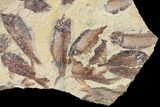 Fossil Fish (Gosiutichthys) Mortality Plate - Lake Gosiute #130019-2